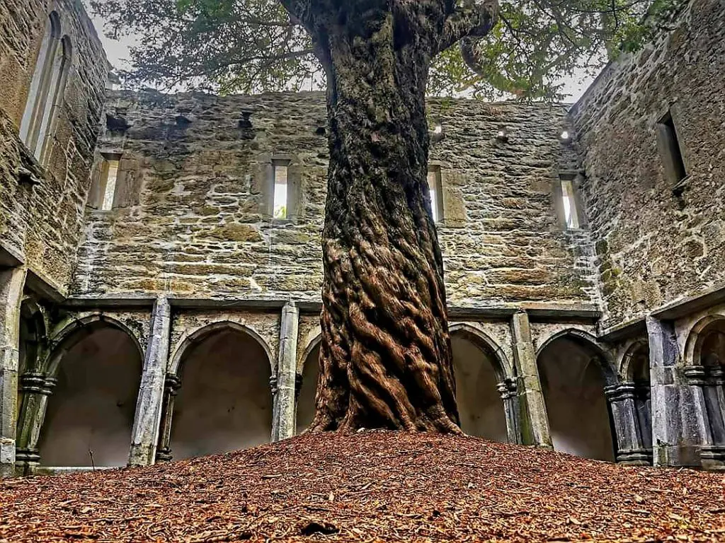 Muckross Abbey’s Yew Tree | A Testament of Time