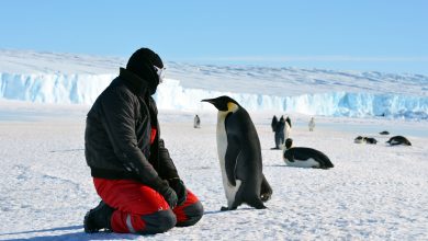 How Can You Visit Antarctica – The Ultimate Guide