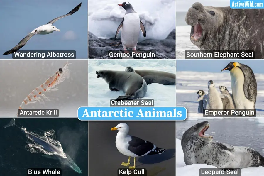 Antarctic Animals