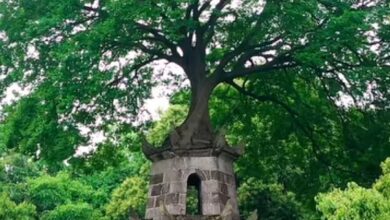 Xizi Tower, A Tree Grown from a Bird’s Gift