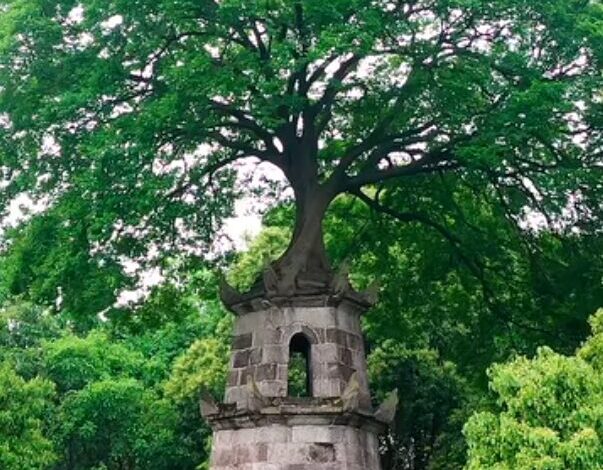 Xizi Tower, A Tree Grown from a Bird’s Gift