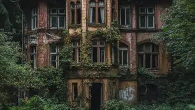 Striking Photos of Abandoned Houses in Misty Forests