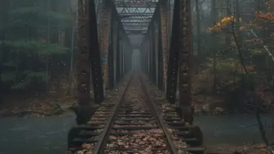 Silent Railroad Bridge Hidden Deep in African Woods